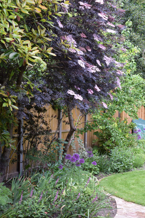 Sambucus nigra